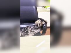 A cat video